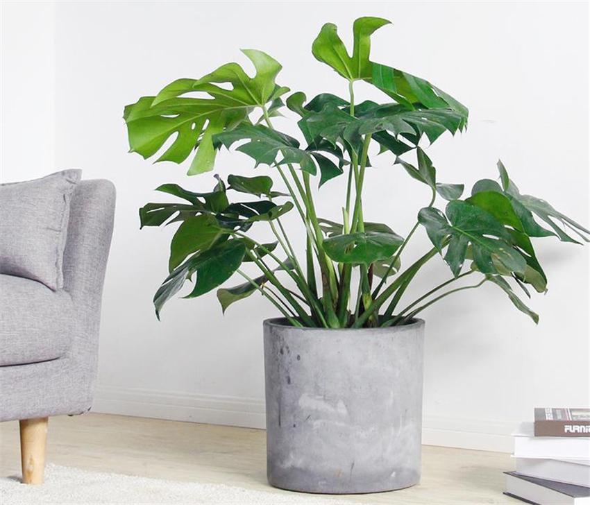 室內(nèi)養(yǎng)什么綠植好_室內(nèi)養(yǎng)綠植好嗎_室內(nèi)養(yǎng)綠植好處