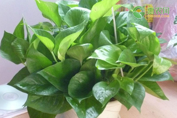 客廳綠植放什么好養(yǎng)又旺財_客廳放的綠植_客廳綠植放幾棵風水好