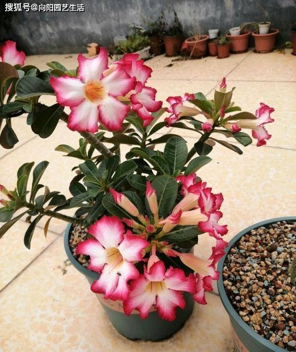 如何養(yǎng)沙漠玫瑰？8成顆粒養(yǎng)，1個(gè)月1次水，不爛根，開花多