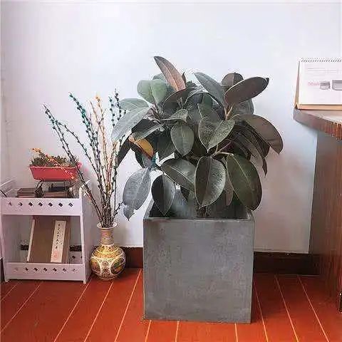 凈化空氣綠植排名_凈化空氣綠植十大排名_綠植真的能凈化空氣嗎