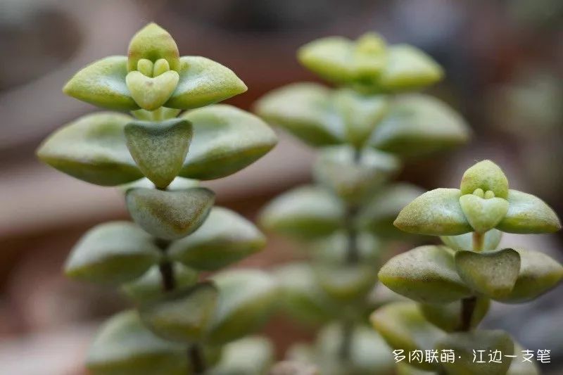 蝴蝶之舞多肉_多肉蝴蝶之舞的養(yǎng)殖方法_蝶舞多肉怎么養(yǎng)護(hù)