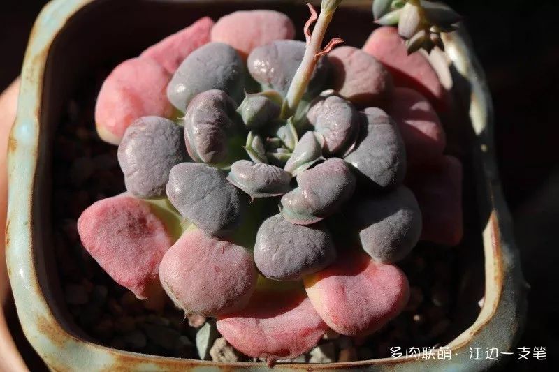 蝶舞多肉怎么養(yǎng)護(hù)_蝴蝶之舞多肉_多肉蝴蝶之舞的養(yǎng)殖方法