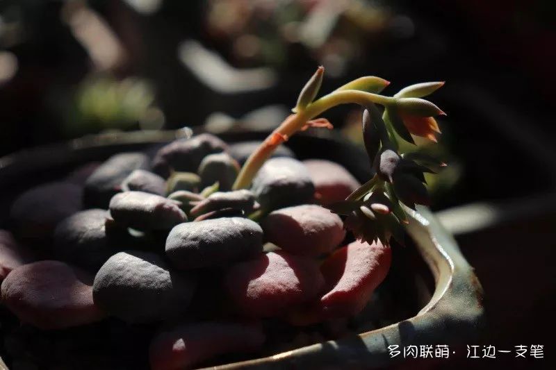 多肉蝴蝶之舞的養(yǎng)殖方法_蝶舞多肉怎么養(yǎng)護(hù)_蝴蝶之舞多肉