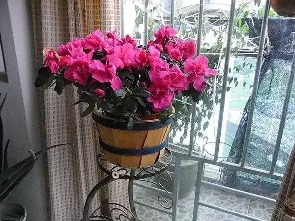 適合北方室內(nèi)養(yǎng)的花_北方室內(nèi)養(yǎng)什么花好養(yǎng)_北方室內(nèi)適合養(yǎng)的花