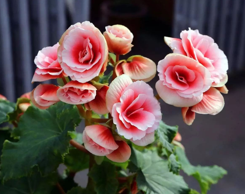 陽(yáng)臺(tái)養(yǎng)適合花多肉嗎_陽(yáng)臺(tái)養(yǎng)適合花的植物_適合陽(yáng)臺(tái)養(yǎng)的花