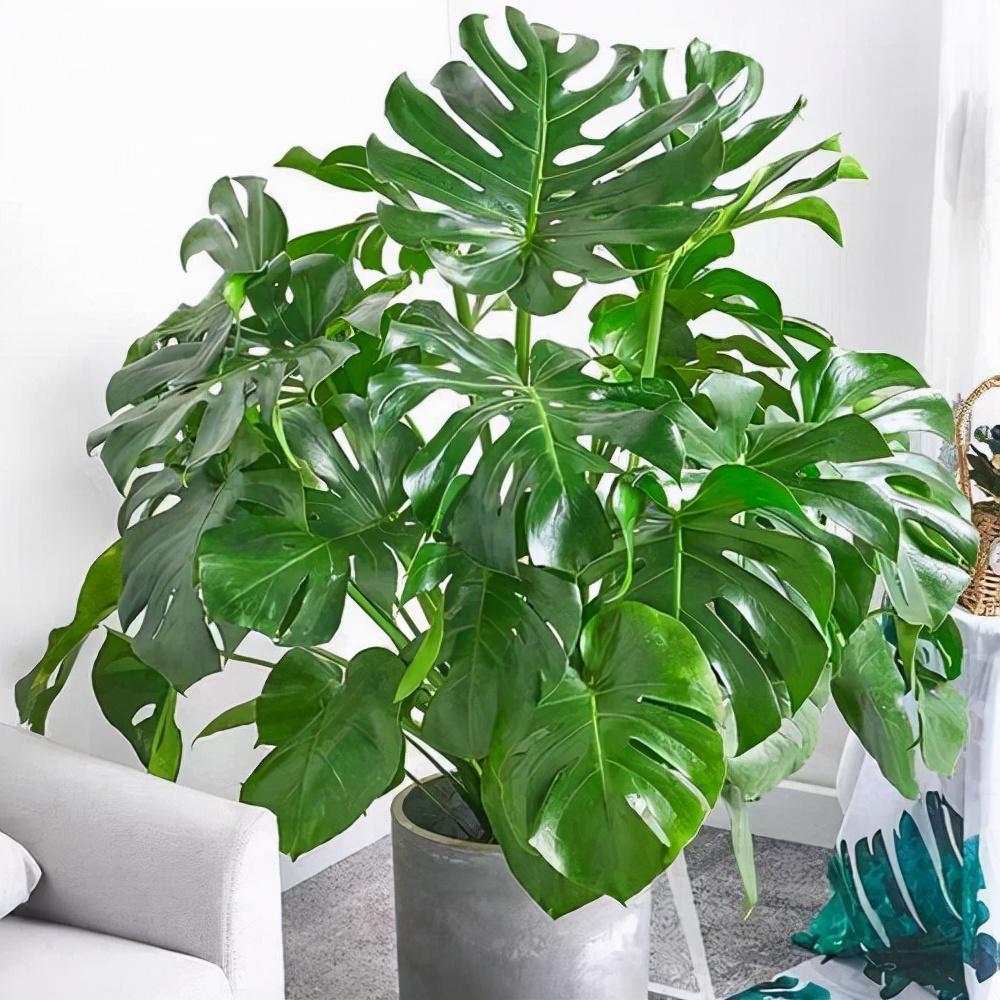 養(yǎng)綠植適合家里養(yǎng)的植物_養(yǎng)綠植適合家里養(yǎng)嗎_家里適合養(yǎng)哪些綠植