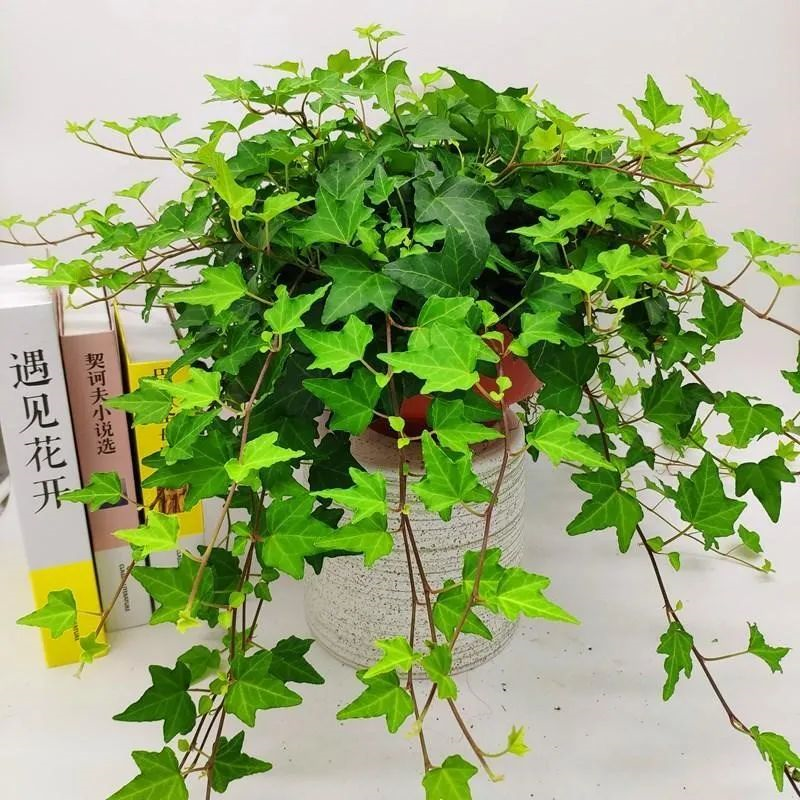 養(yǎng)綠植適合家里養(yǎng)嗎_家里適合養(yǎng)哪些綠植_養(yǎng)綠植適合家里養(yǎng)的植物