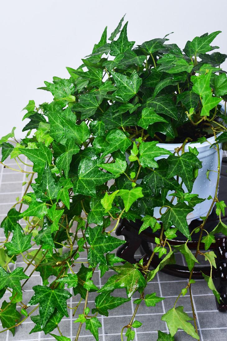 養(yǎng)綠植適合家里養(yǎng)嗎_家里適合養(yǎng)哪些綠植_養(yǎng)綠植適合家里養(yǎng)的植物