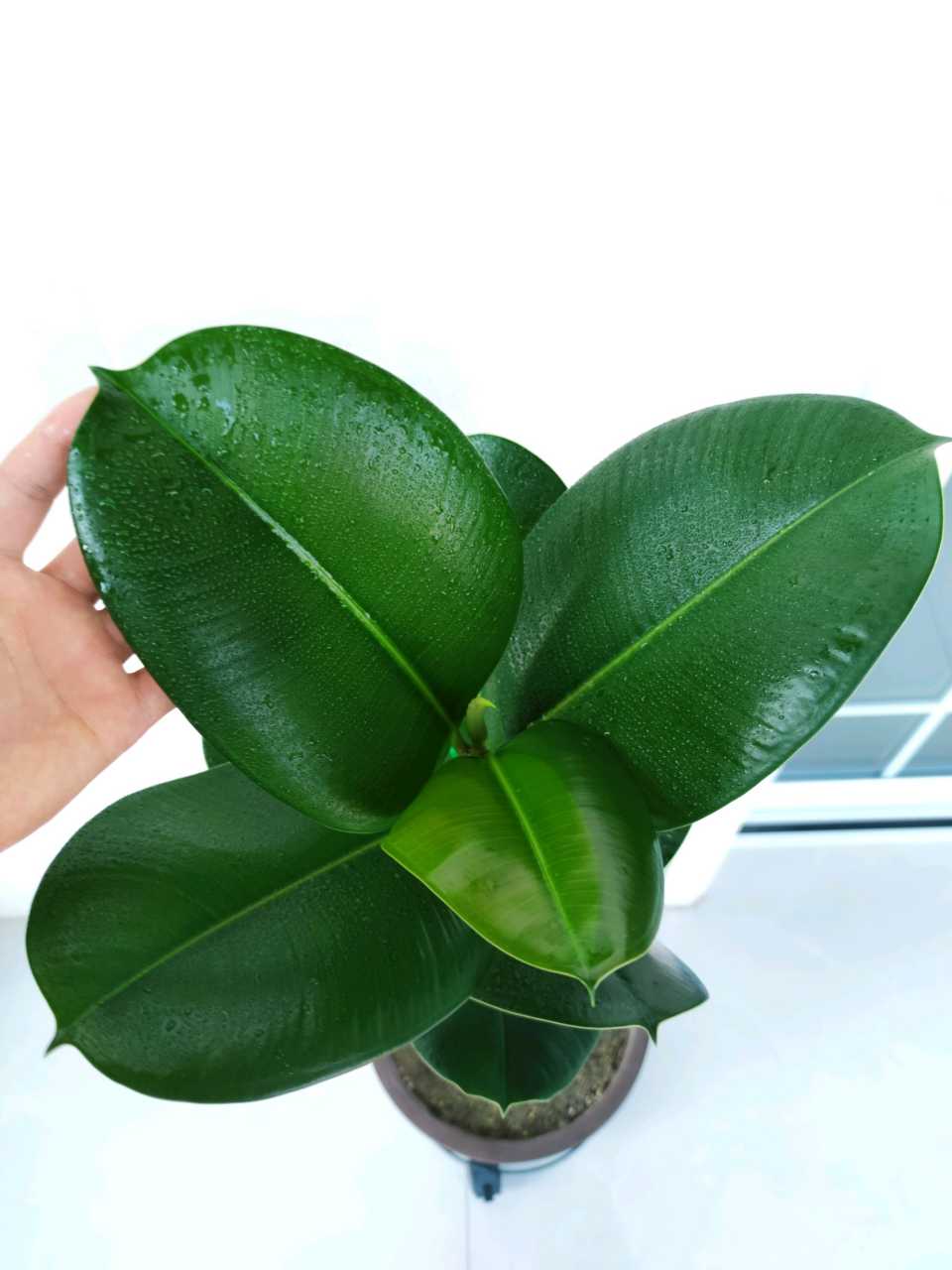 家里適合養(yǎng)哪些綠植_養(yǎng)綠植適合家里養(yǎng)的植物_養(yǎng)綠植適合家里養(yǎng)嗎