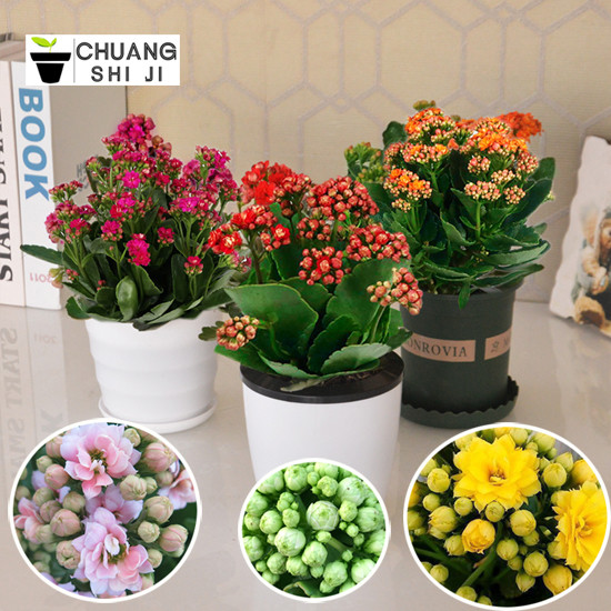 15種高顏值水培植物，不貴好養(yǎng)還可能免費！一起搭建家里的植物角~