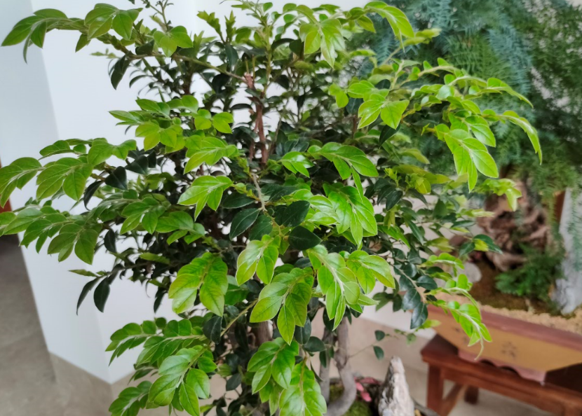 綠植怎么施肥長得旺？只需準備2種肥，長期補充才能枝繁葉茂