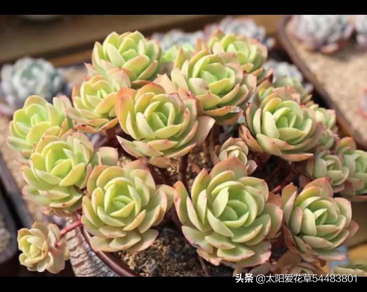 5種便宜又好養(yǎng)的多肉，一養(yǎng)就成手捧花，越養(yǎng)越喜歡