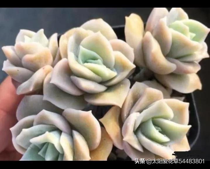 荷花多肉好養(yǎng)嗎_多肉植物荷花好養(yǎng)嗎_荷花多肉容易徒長嗎