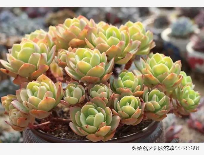 多肉植物荷花好養(yǎng)嗎_荷花多肉容易徒長嗎_荷花多肉好養(yǎng)嗎