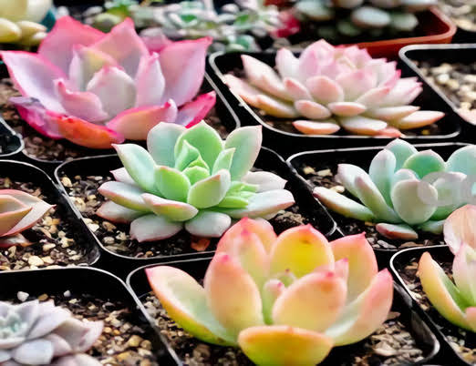 多肉植物擺放的風(fēng)水禁忌