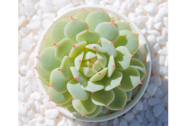 10大最美多肉植物 每一種都姿態(tài)各異，有你喜歡的類型嗎