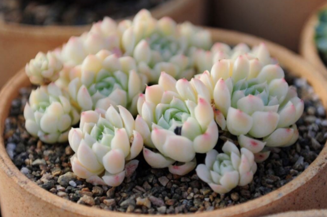 多肉里最好看的品種_好看品種多肉里面有什么_多肉里面最好養(yǎng)的是什么