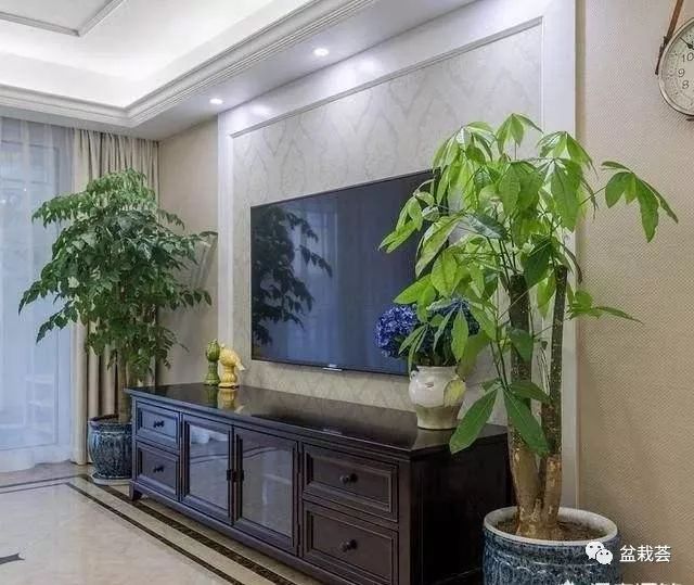 客廳電視背景墻放什么綠植_電視客廳背景墻綠植放什么好看_電視客廳背景墻綠植放哪里好