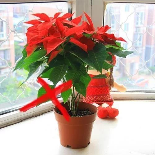 家養(yǎng)盆栽花卉_家庭盆栽花卉推薦_花卉盆栽家庭推薦圖