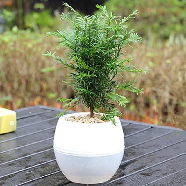 家庭盆栽花卉推薦_花卉盆栽家庭推薦圖_家養(yǎng)盆栽花卉