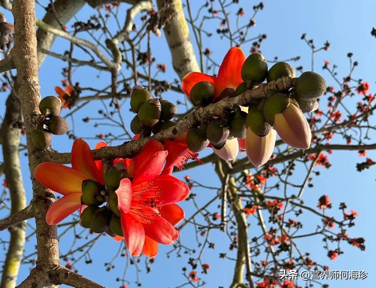 家里養(yǎng)斑馬花好不好_好養(yǎng)斑馬花家里養(yǎng)好嗎_斑馬花適合家庭養(yǎng)嗎