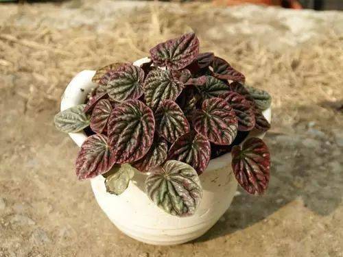 辦公室養(yǎng)綠植適合放什么花_適合在辦公室養(yǎng)的綠植_辦公室養(yǎng)綠植適合什么花