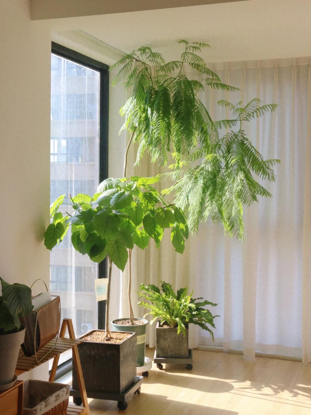 <strong>憑“實力”走紅的10種樹，養(yǎng)在“客廳”真哇塞，難怪網(wǎng)友喜歡</strong>