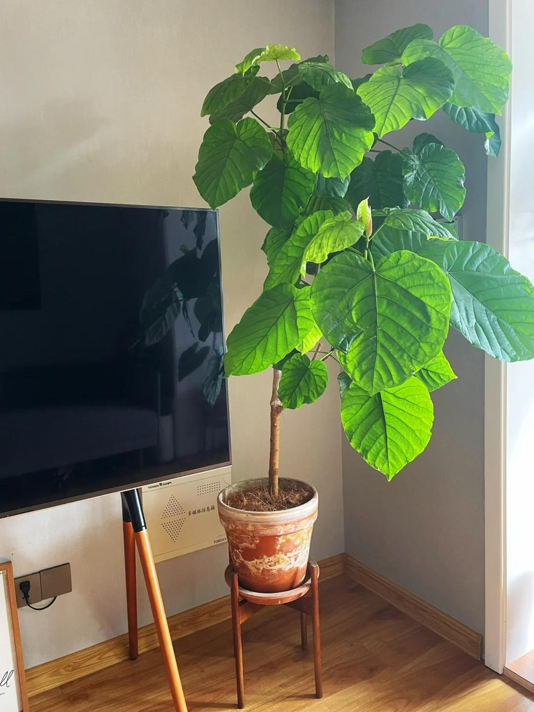 適合在客廳養(yǎng)的綠植有哪些_客廳養(yǎng)綠植適合有什么花_客廳養(yǎng)綠植適合有什么植物