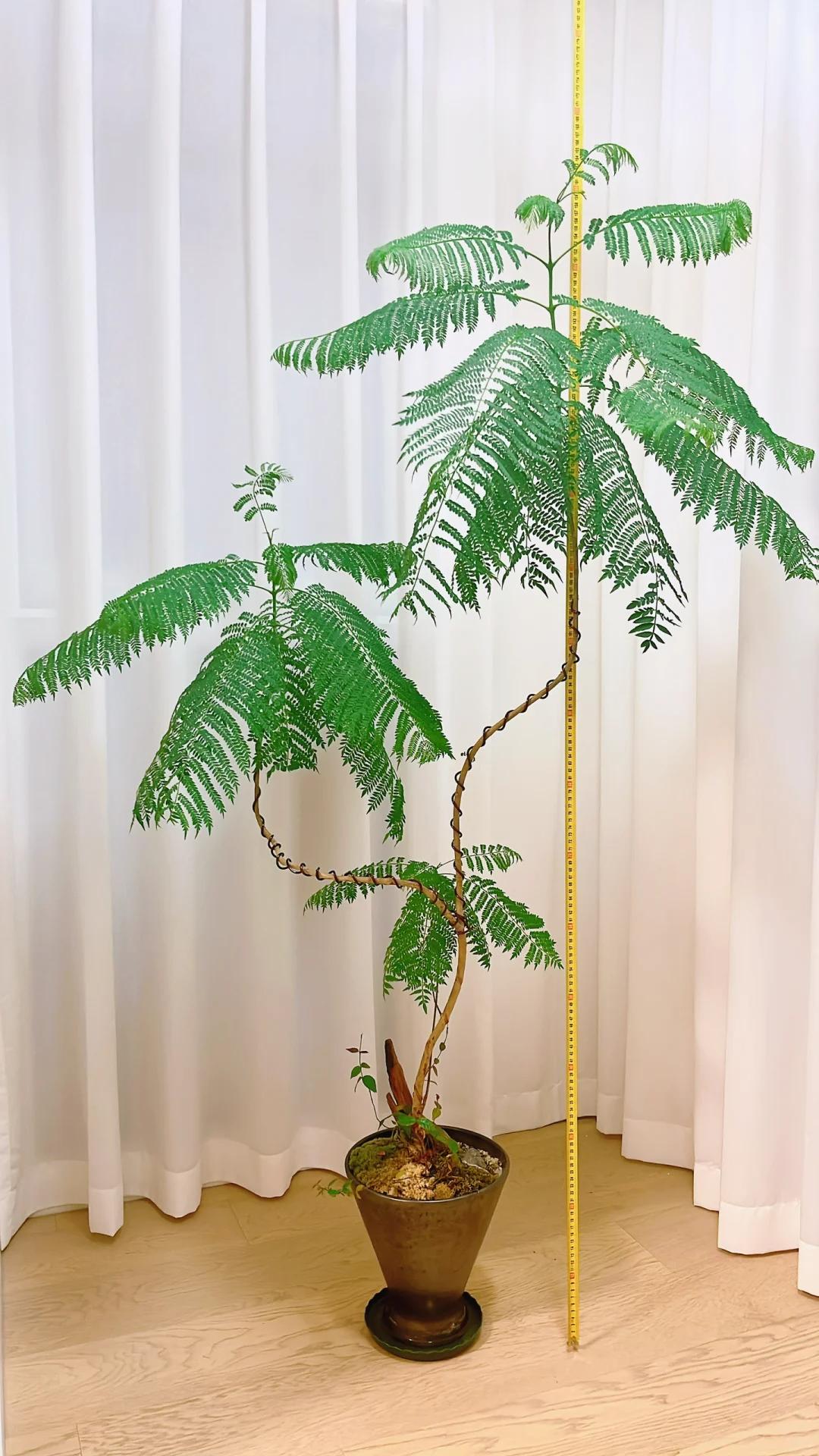 客廳養(yǎng)綠植適合有什么花_適合在客廳養(yǎng)的綠植有哪些_客廳養(yǎng)綠植適合有什么植物