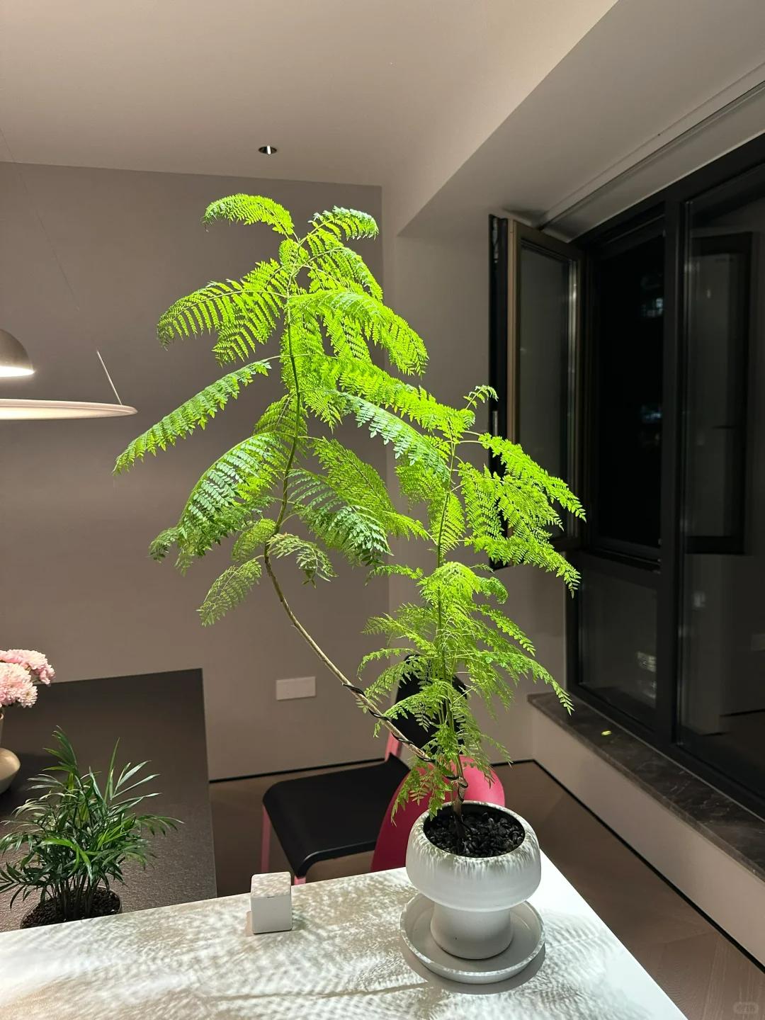 適合在客廳養(yǎng)的綠植有哪些_客廳養(yǎng)綠植適合有什么花_客廳養(yǎng)綠植適合有什么植物