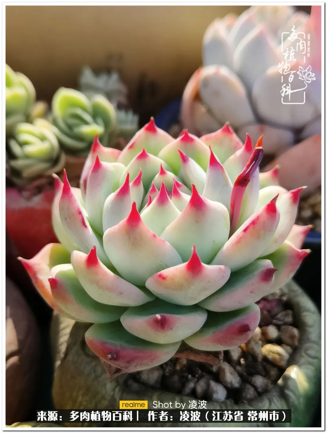 <strong>包郵區(qū)多肉的美好春色，愿我們在這個深坑里永遠快樂</strong>