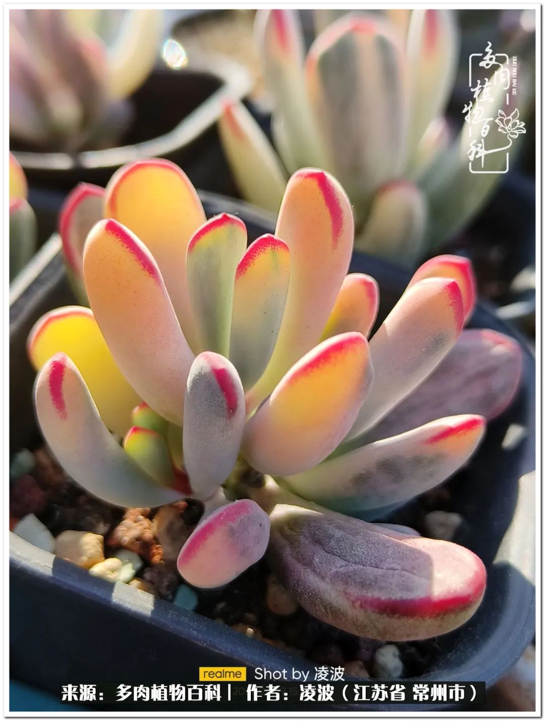 天鵝絨多肉好度夏嗎_多肉天鵝絨度夏難嗎_多肉天鵝絨好度夏嗎