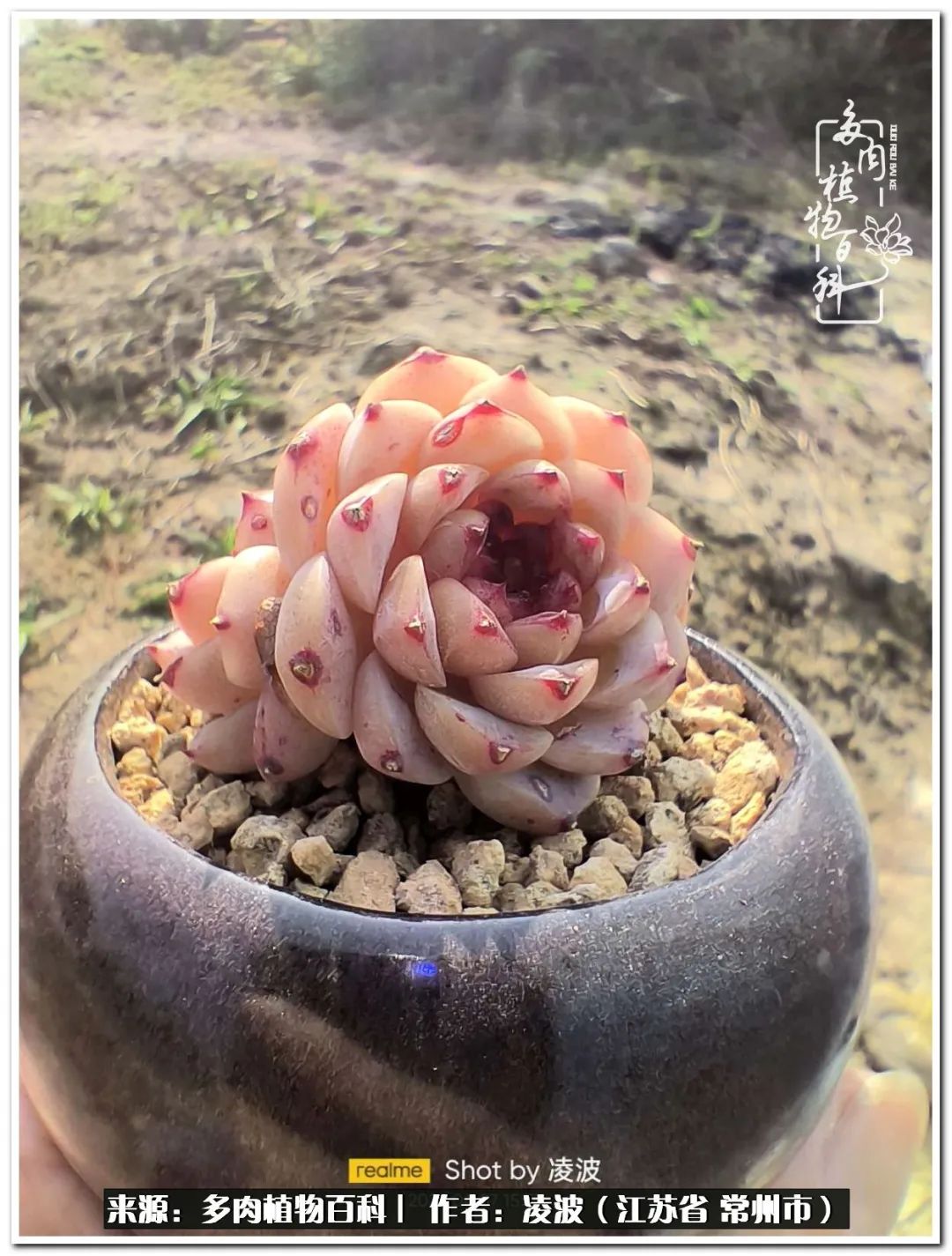 多肉天鵝絨好度夏嗎_天鵝絨多肉好度夏嗎_多肉天鵝絨度夏難嗎