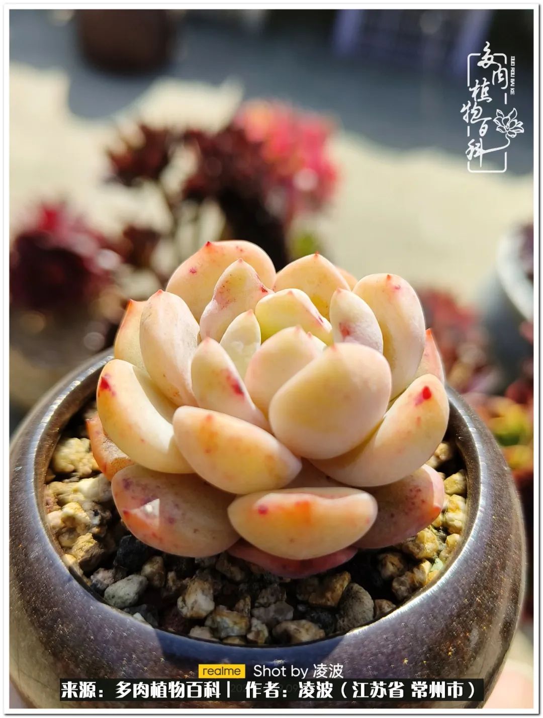 多肉天鵝絨好度夏嗎_天鵝絨多肉好度夏嗎_多肉天鵝絨度夏難嗎