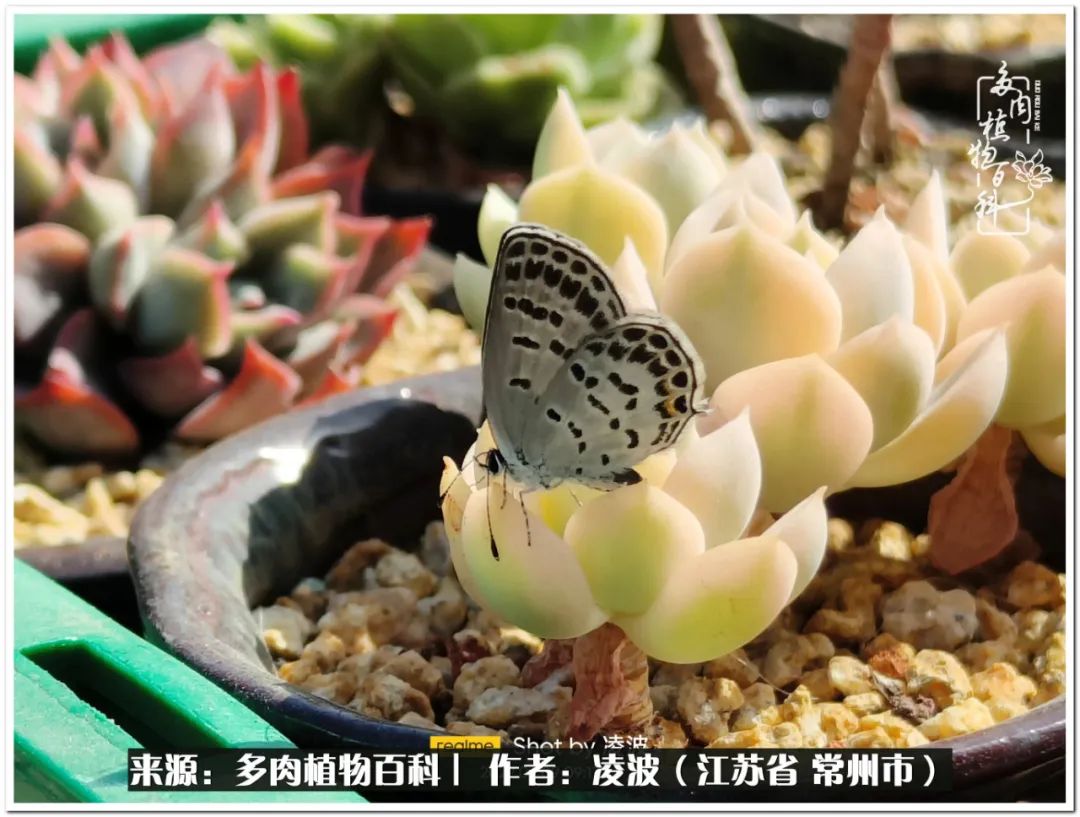 多肉天鵝絨好度夏嗎_多肉天鵝絨度夏難嗎_天鵝絨多肉好度夏嗎