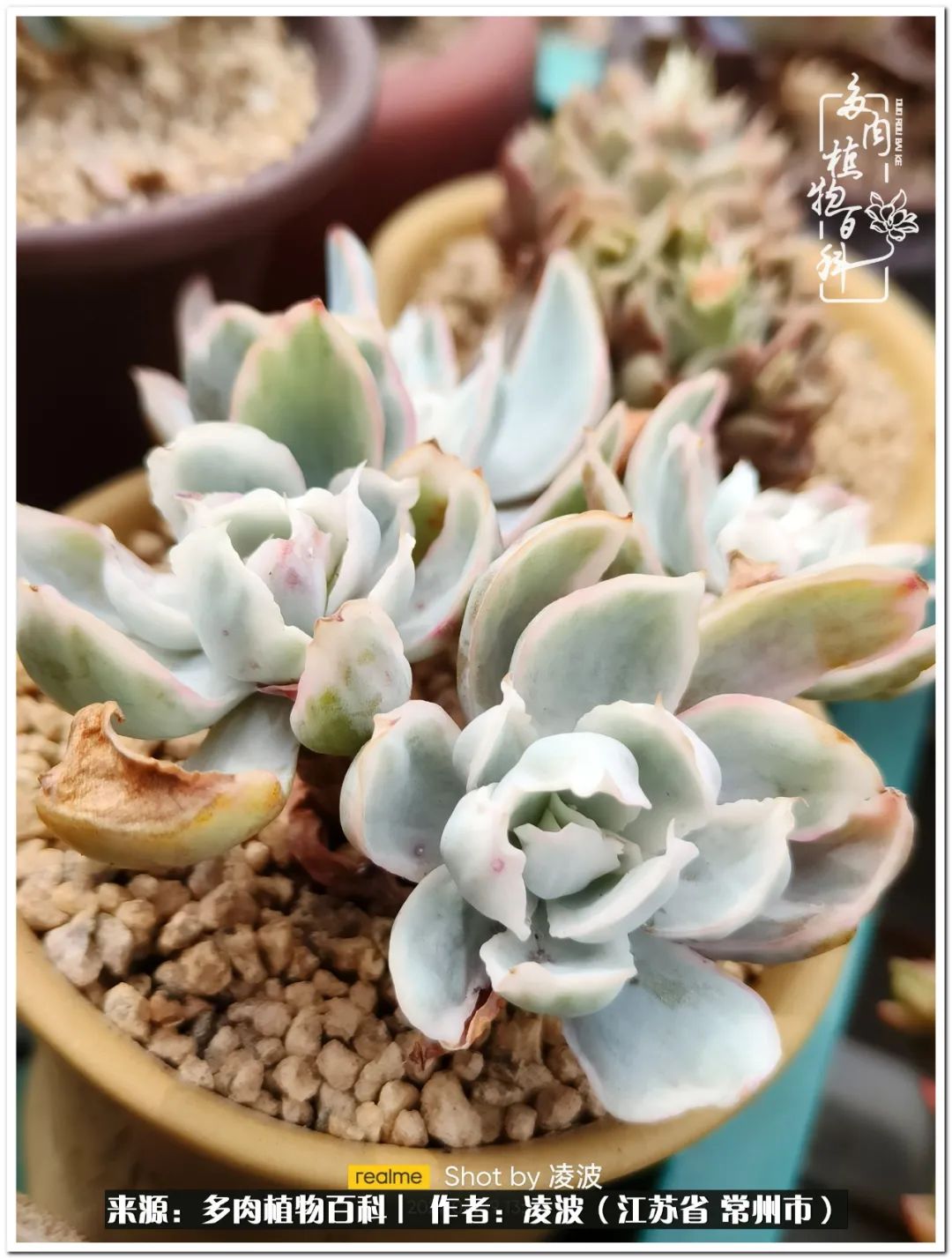 天鵝絨多肉好度夏嗎_多肉天鵝絨度夏難嗎_多肉天鵝絨好度夏嗎