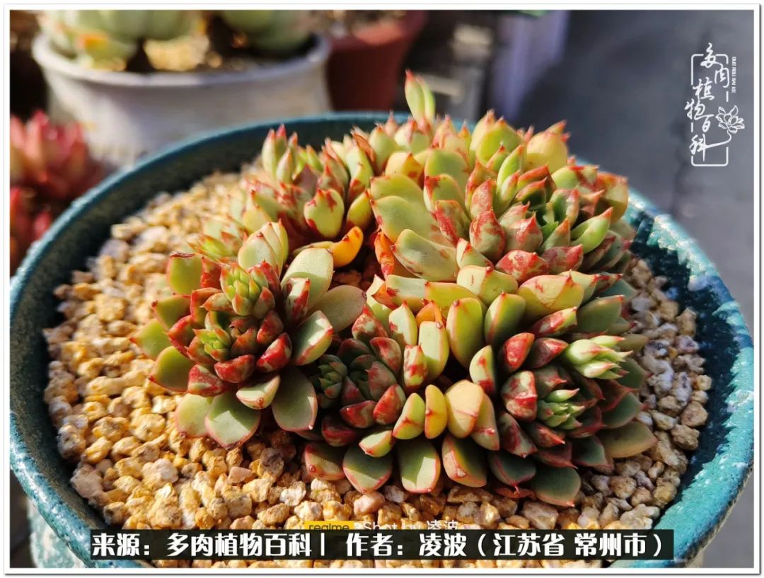 多肉天鵝絨度夏難嗎_多肉天鵝絨好度夏嗎_天鵝絨多肉好度夏嗎