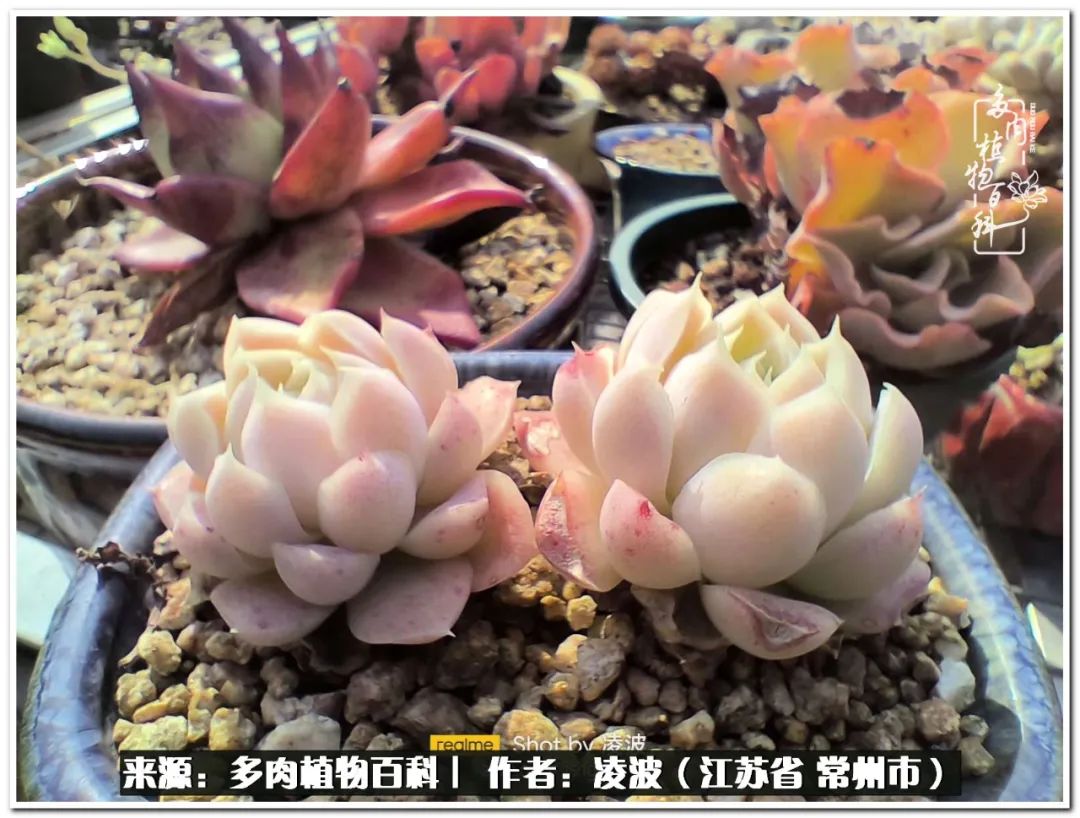 天鵝絨多肉好度夏嗎_多肉天鵝絨度夏難嗎_多肉天鵝絨好度夏嗎