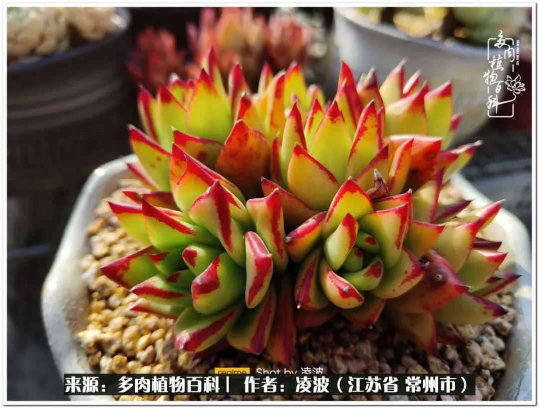 多肉天鵝絨好度夏嗎_天鵝絨多肉好度夏嗎_多肉天鵝絨度夏難嗎