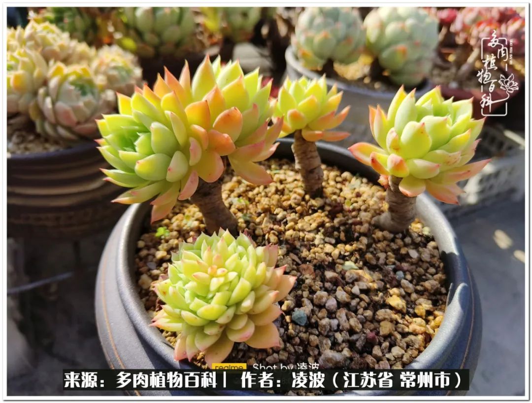 天鵝絨多肉好度夏嗎_多肉天鵝絨好度夏嗎_多肉天鵝絨度夏難嗎