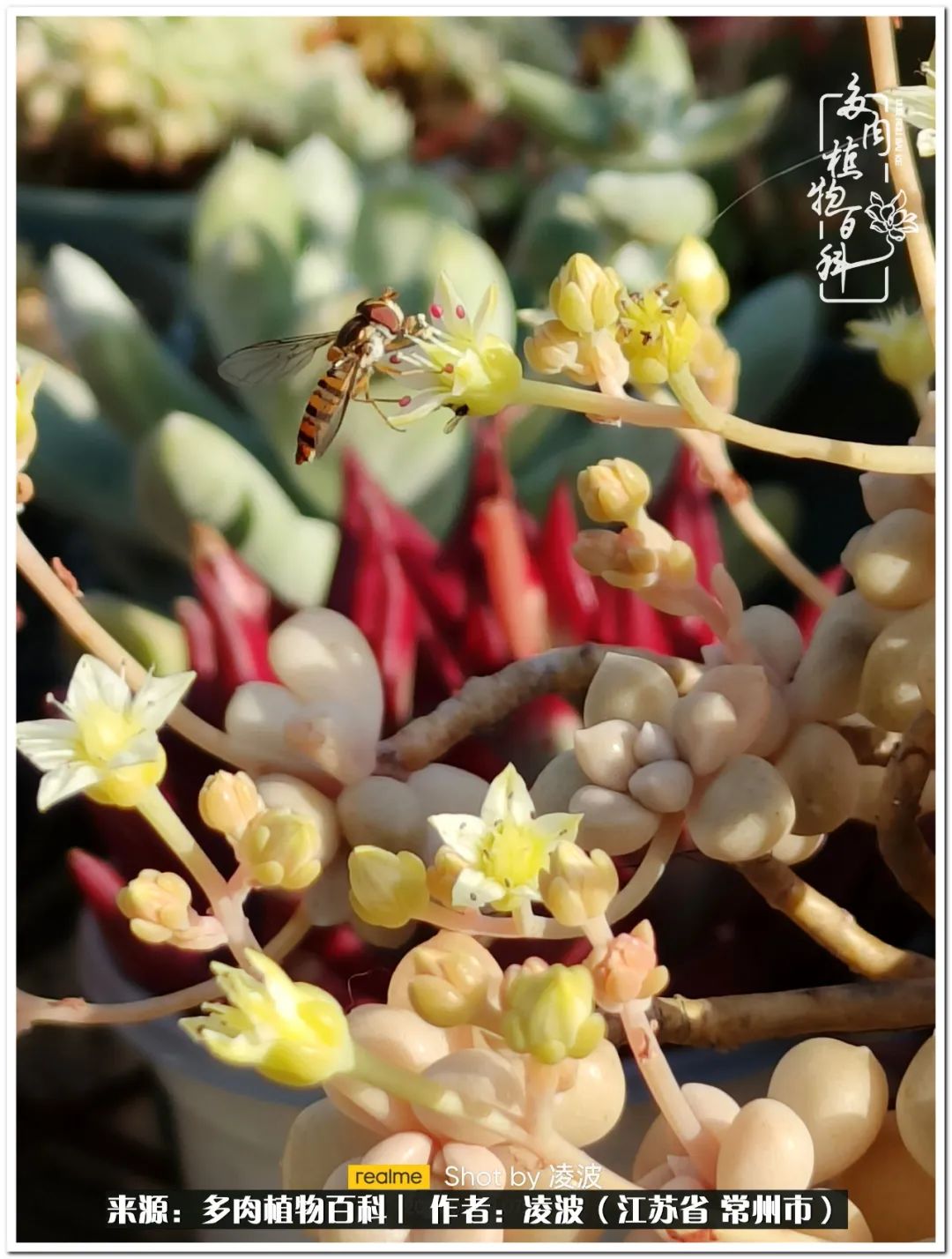 多肉天鵝絨度夏難嗎_天鵝絨多肉好度夏嗎_多肉天鵝絨好度夏嗎