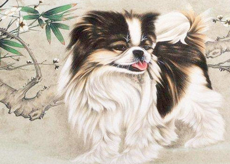 屬狗適合養(yǎng)什么植物