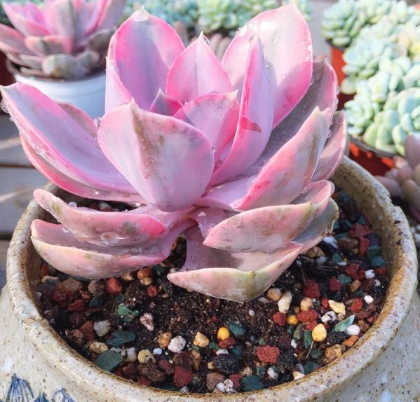 曬傷的多肉可以澆水嗎_多肉曬傷了可以恢復(fù)嗎_曬傷恢復(fù)多肉可以澆水嗎