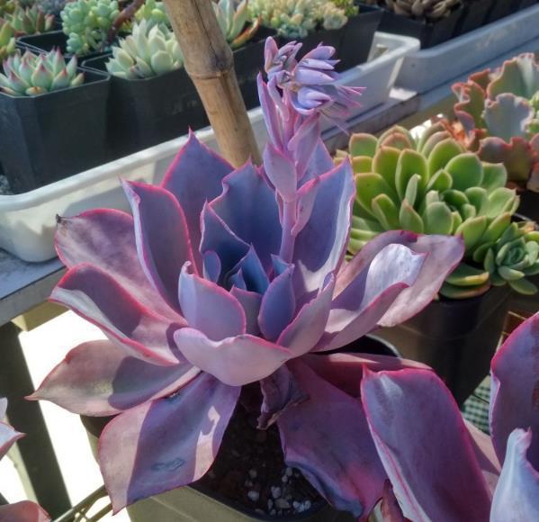 曬傷的多肉可以澆水嗎_曬傷恢復(fù)多肉可以澆水嗎_多肉曬傷了可以恢復(fù)嗎