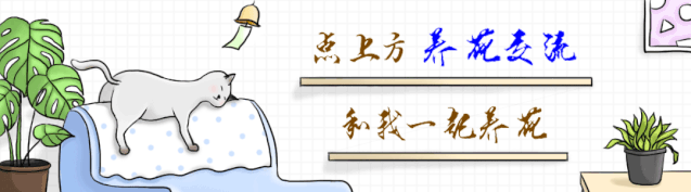 6種耐半陰的室內(nèi)開花植物，在窗臺(tái)上養(yǎng)著就能正常生長開花