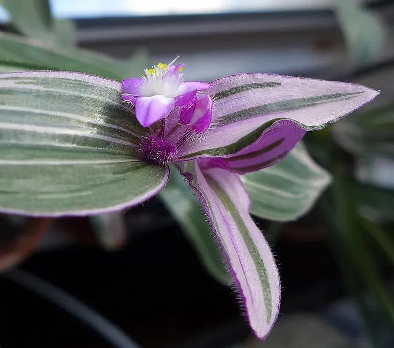 陰養(yǎng)花卉_半陰花卉有哪些_陰的花卉