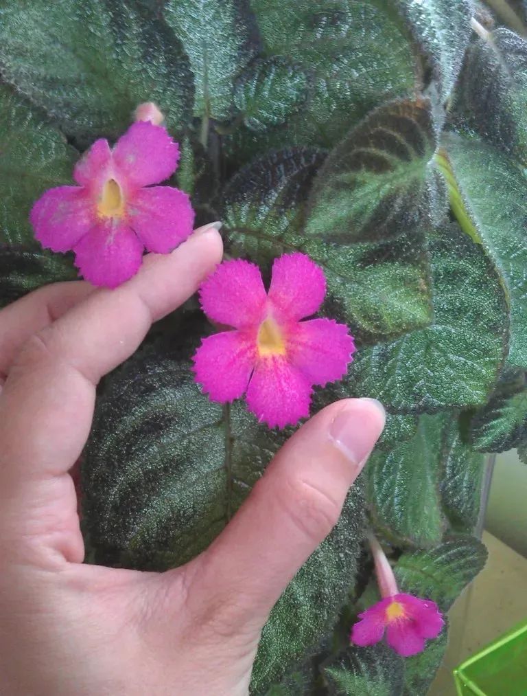 陰養(yǎng)花卉_陰的花卉_半陰花卉有哪些