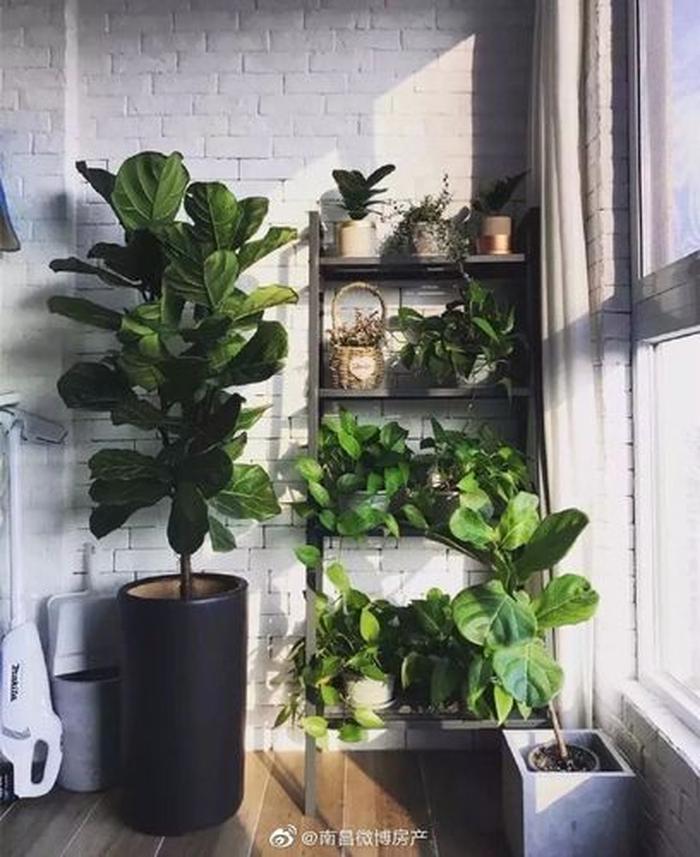 什么植物適合陽(yáng)臺(tái)養(yǎng)而且好活；陽(yáng)臺(tái)放什么綠植最好