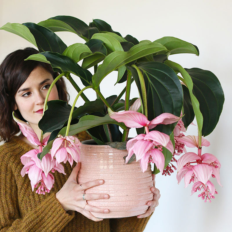 大盆植物客廳_盆栽客廳擺放_(tái)客廳好養(yǎng)的大盆植物