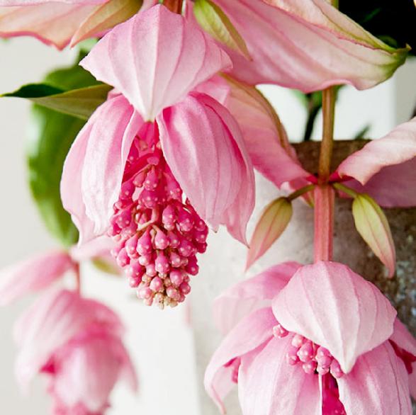 盆栽客廳擺放_(tái)客廳好養(yǎng)的大盆植物_大盆植物客廳